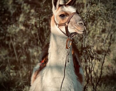 Entire guest suite in Bragg Creek, Canada